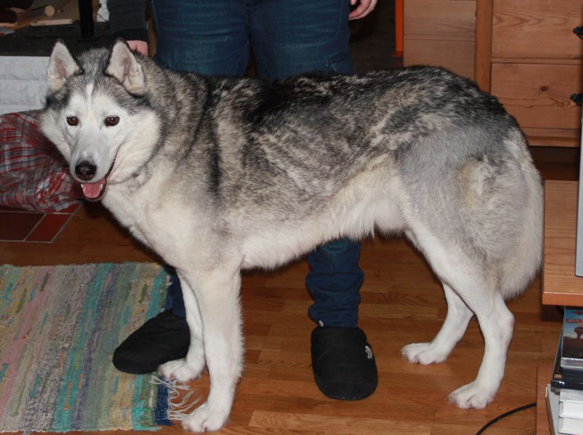 Photo of Nay-La-Chee's Cry Wolf Xo