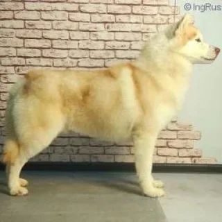 Photo of Magik Paws Of Golden Nicol
