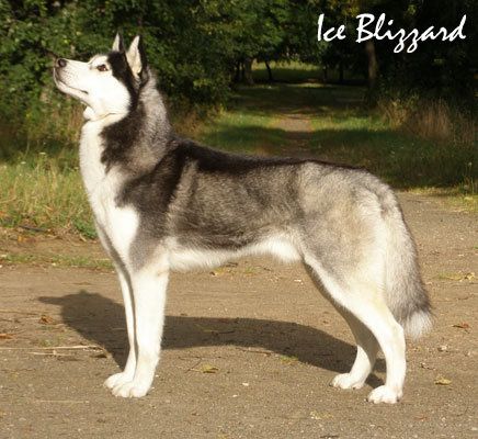 Photo of Husky Haven Gran Prix Show Man