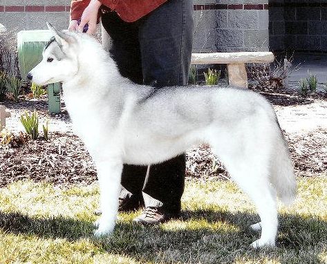 Photo of Highlander’s Furever In Diamonds