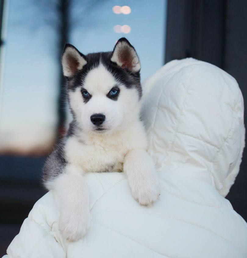 Photo of Wolf Leader Don’t Pass Me By