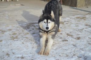 Photo of Argentinskoe Tango
