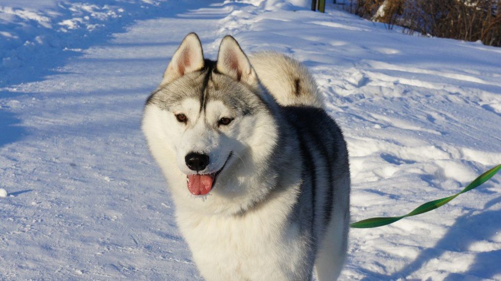 Photo of Husky Haven Gans and Roses