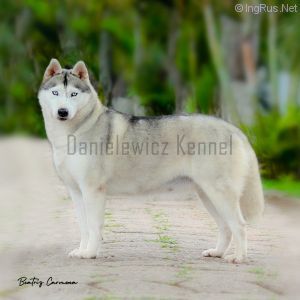 Photo of Gandaia do Danielewicz