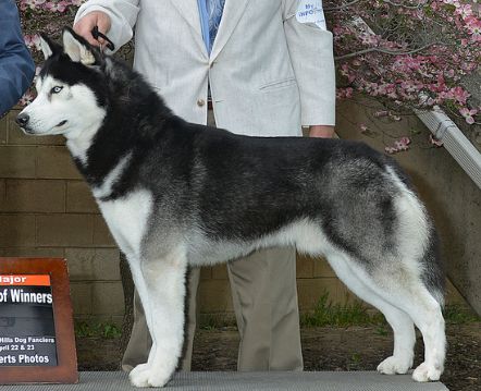 Photo of Wolvereen’s Walk On The Wild Side