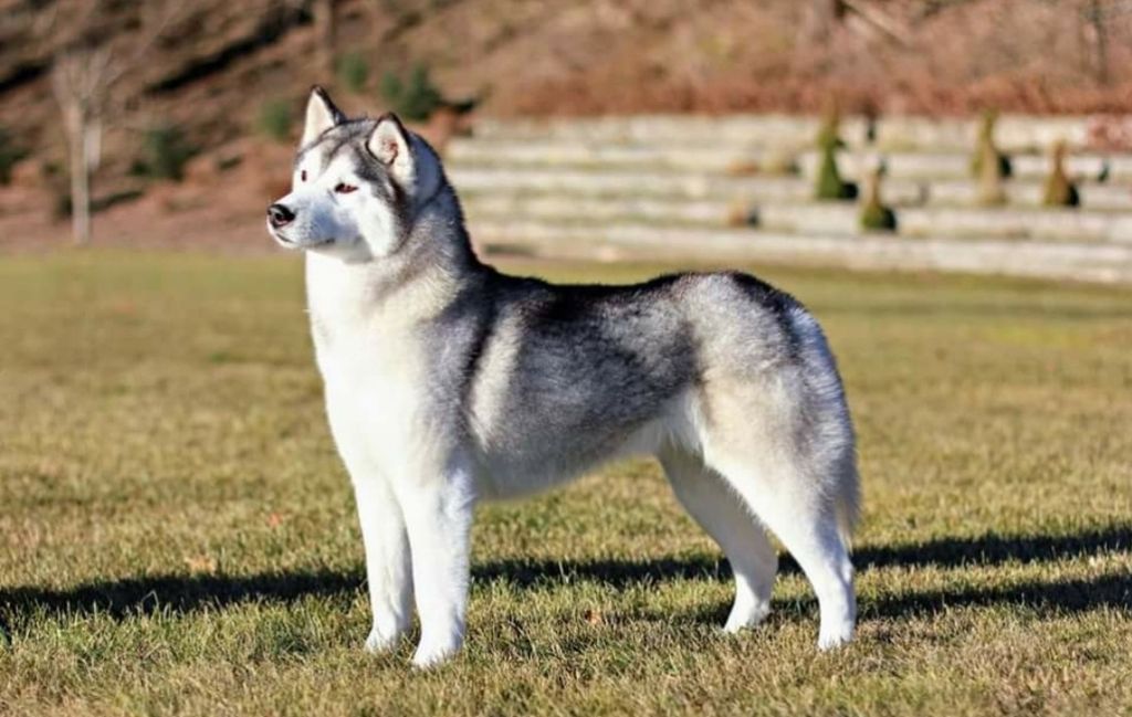Photo of Silverfox’s Baby Jingle Bells