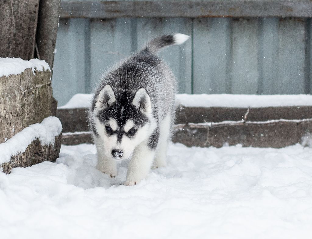 Photo of Aura from Minsky Siberians