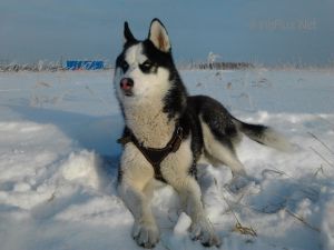 Photo of Rus Dimian Poll Virdzhiniya