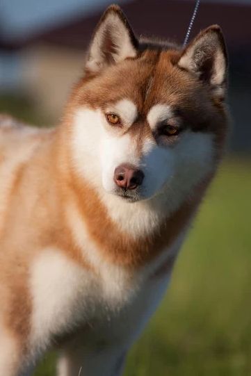Photo of Windrunner Varita