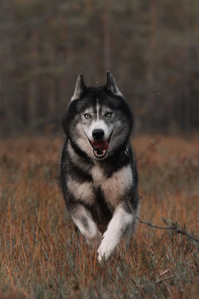 Photo of Dikii Veresk Iz Snezhnogo Bratstva