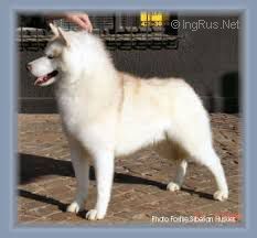 Photo of Foxfire Red Hot Rum
