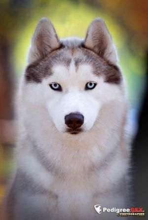Photo of Fusion Of Joy Desire