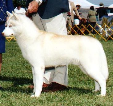 Photo of Topaz Z-Bart