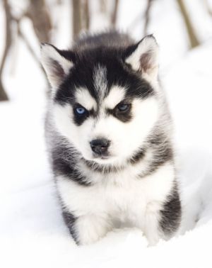 Photo of Husky Haven Beatriss For German