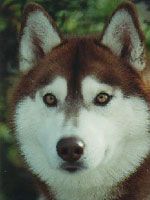 Photo of Kristari’s Sundance Of Windsong