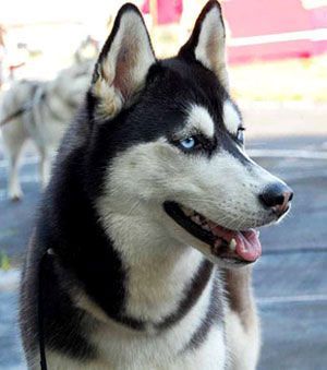 Photo of Husky Haven Glamour Girl On Show