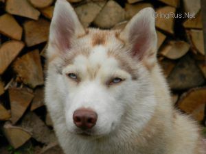 Photo of Hati Lunniy Svet