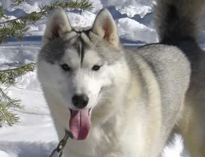 Photo of Karnovanda’s Polar Bear
