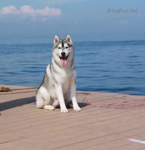 Photo of Husky Haven Chaser Silver