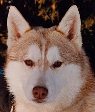 Photo of Kortar’s Kontinuingto Karion