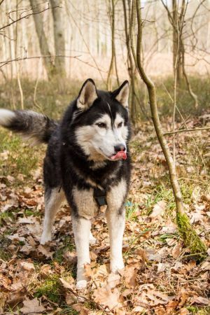 Photo of Husky Haven Happy New Year