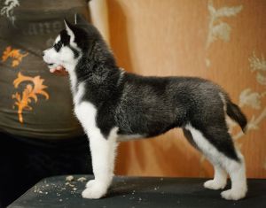 Photo of Olgivan Show Red Starved Marceline