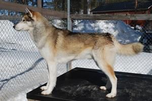 Photo of Gee-Haw Kipp d’Amundsen