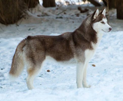 Photo of Zuska’s Winter Whispers