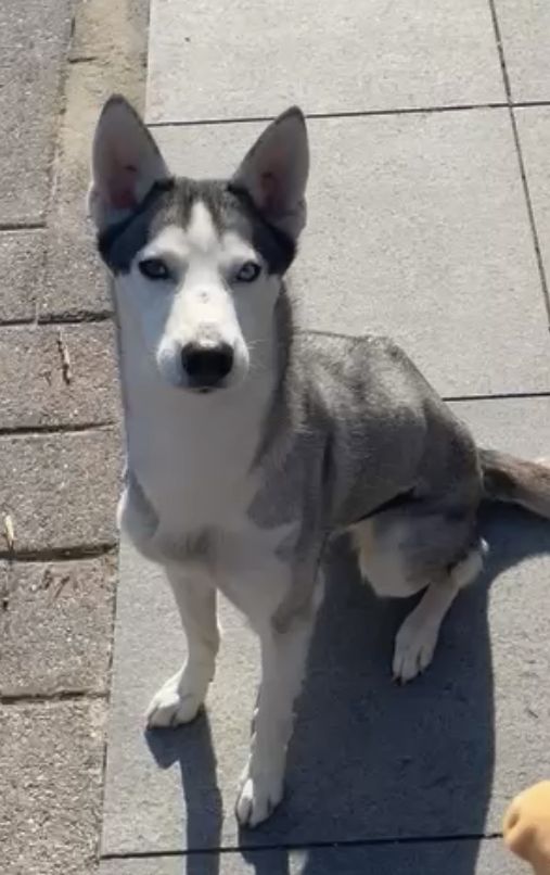 Photo of Lady Kyno Houston ab Canis Polaris