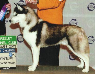 Photo of Playmor’s Playboy Casanova