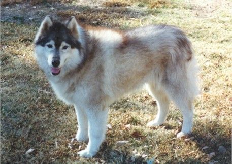 Photo of Karnovanda’s Kissabear