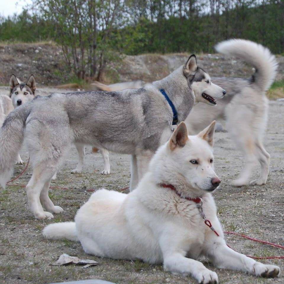 Photo of Presto (Norway-2008)