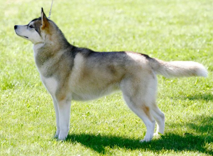 Photo of Sherakan’s Force Of Nature