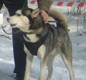 Photo of Flok s Goluboy Zvezdy