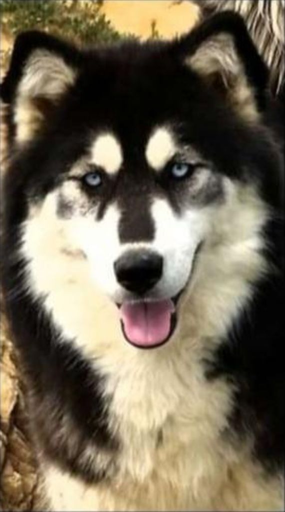 Photo of Sensational "Sitka"