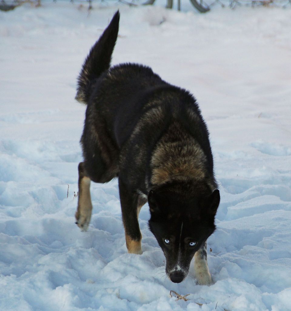 Photo of Seppalta’s Xairie