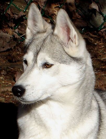 Photo of NorthWapiti’s Freya