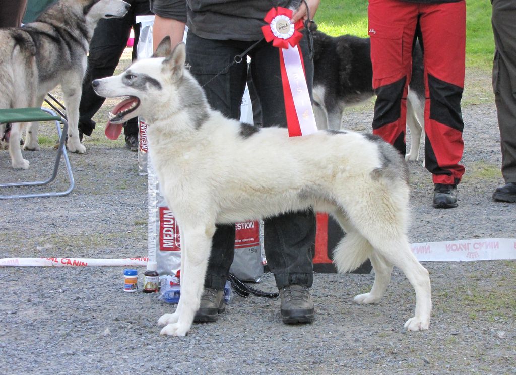 Photo of Lowlandsleddogs Floyd