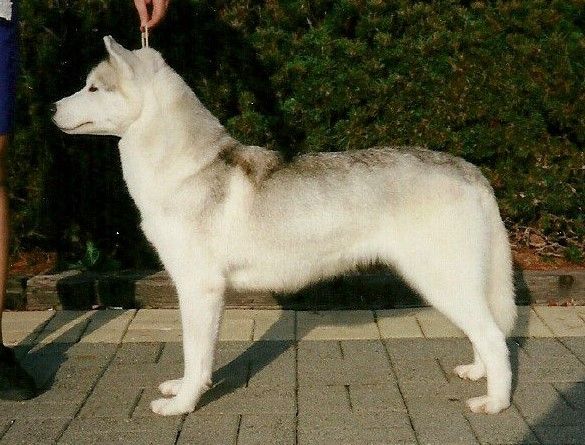 Photo of Nanook’s Shade of Blue