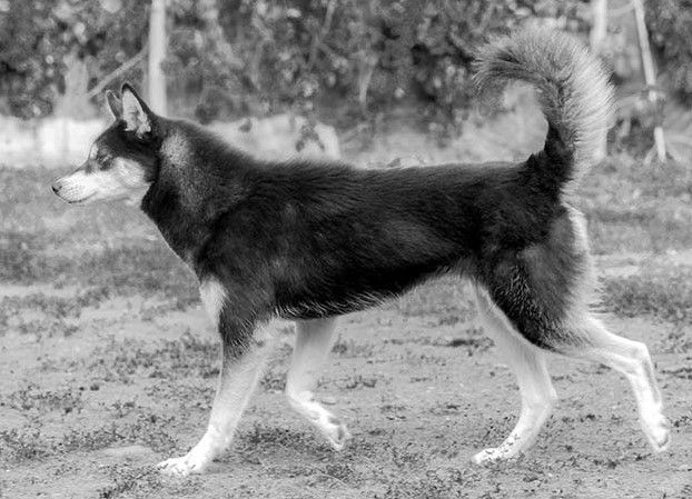 Photo of Windshot Crazy Cookie
