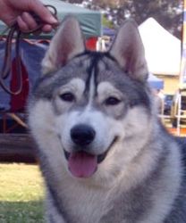 Photo of Wolvereen Bear-Xtrodinair