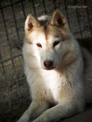 Photo of Dacia de Ciukci