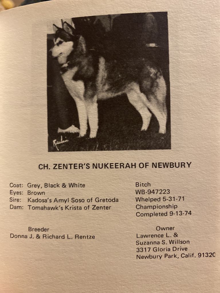 Photo of Zenter’s Nukeerah Of Newbury