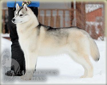 Photo of Laitkiper’s Chin Up Husky