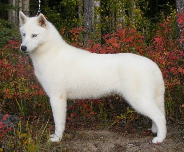 Photo of Nanook’s Footprints Of Wolf