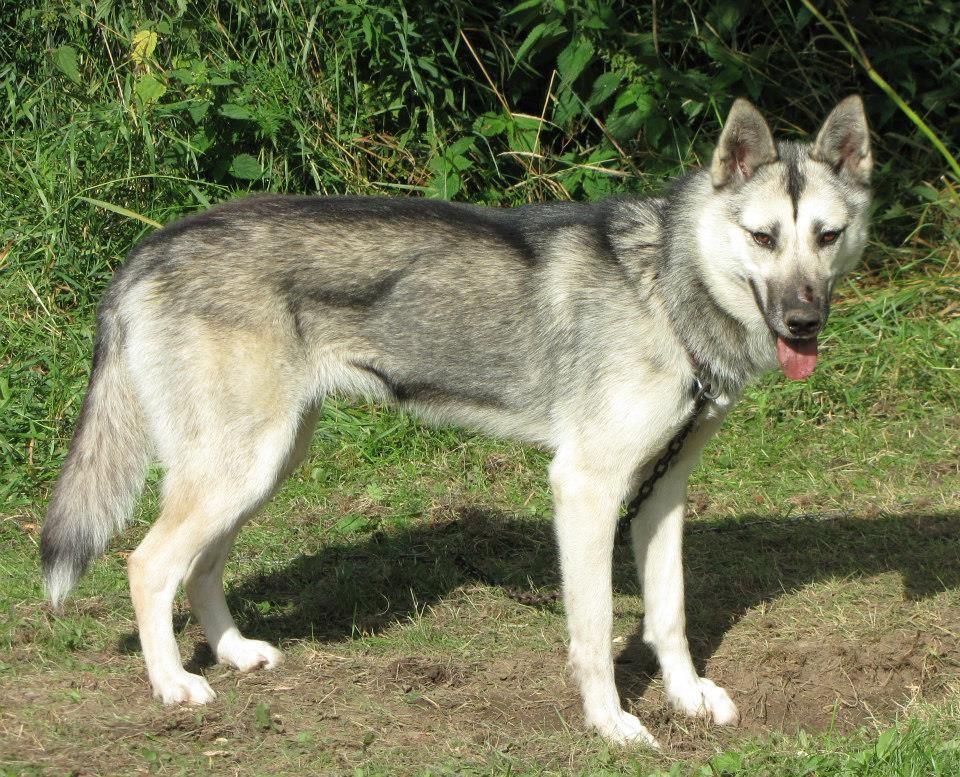 Photo of Finnemarka’s Alice