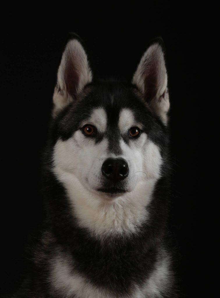 Photo of Komaksiut’s Scotty