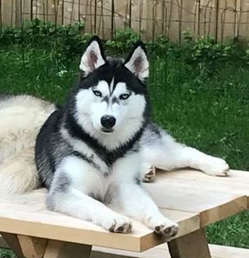 Photo of Kortar’s Kraven Kash