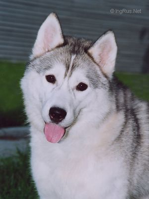 Photo of Blondi Star