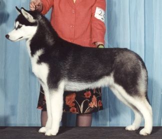 Photo of Bain’s Northern T’Cats Meow